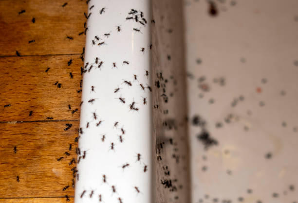 Best Termite Control Services  in Benton, IL