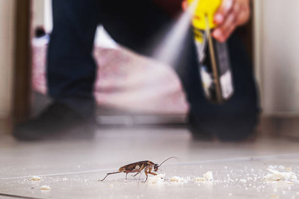 Best Wasp Removal Services  in Benton, IL